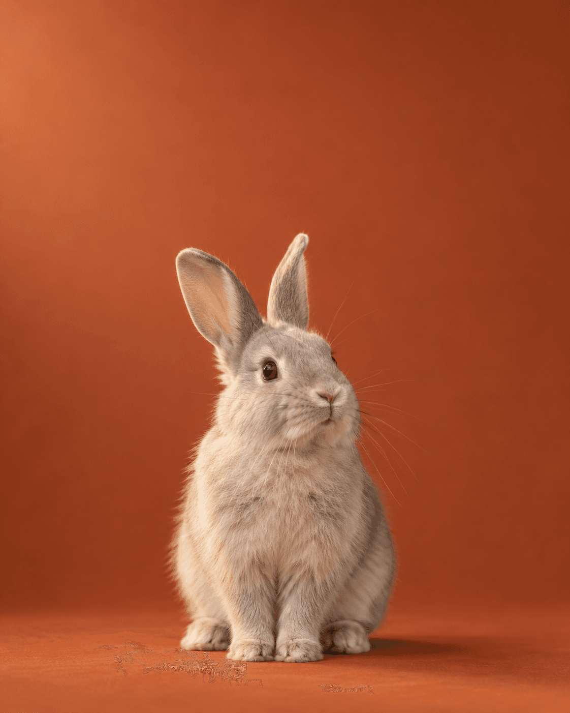 An alert grey rabbit with ears up
